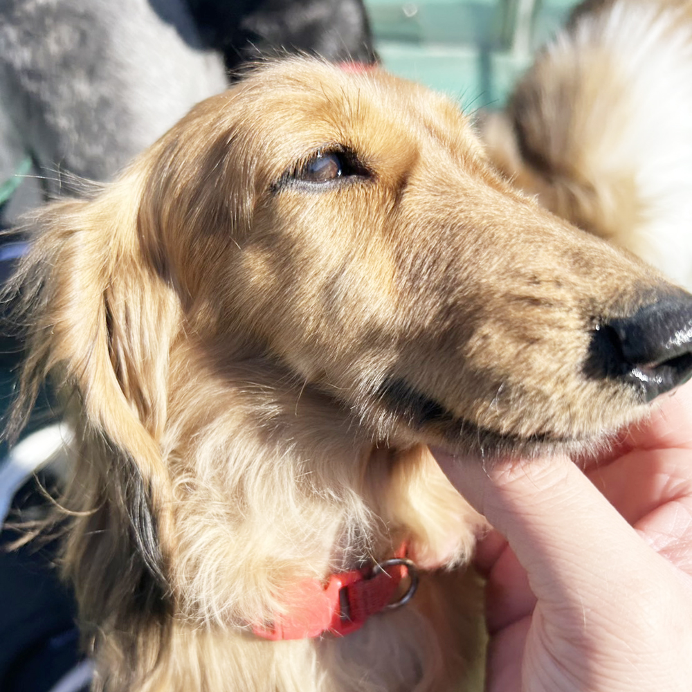 生徒が撮影したモデル犬の写真②